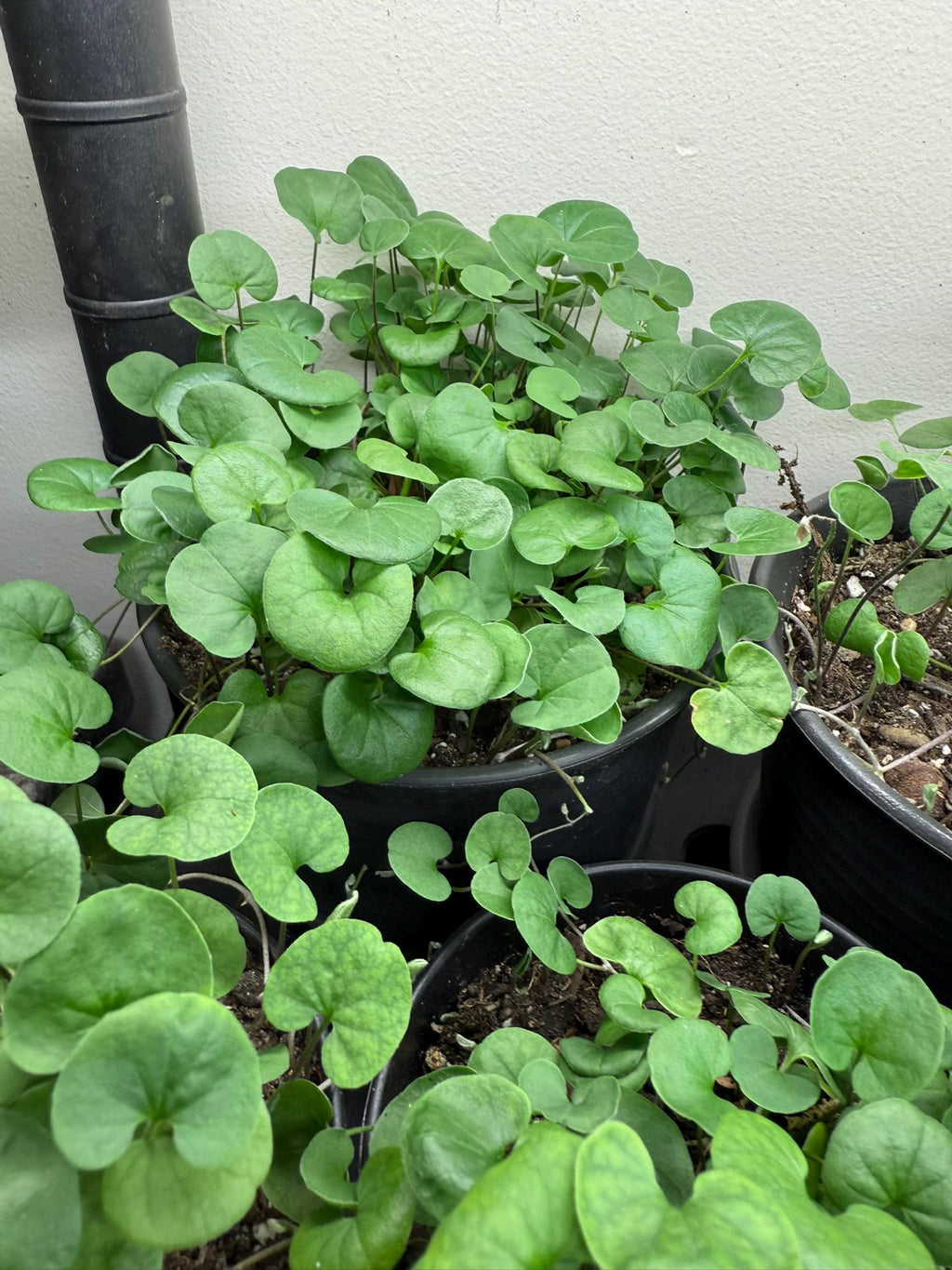 Nursery Shot of 6 inch Creeping Jenny