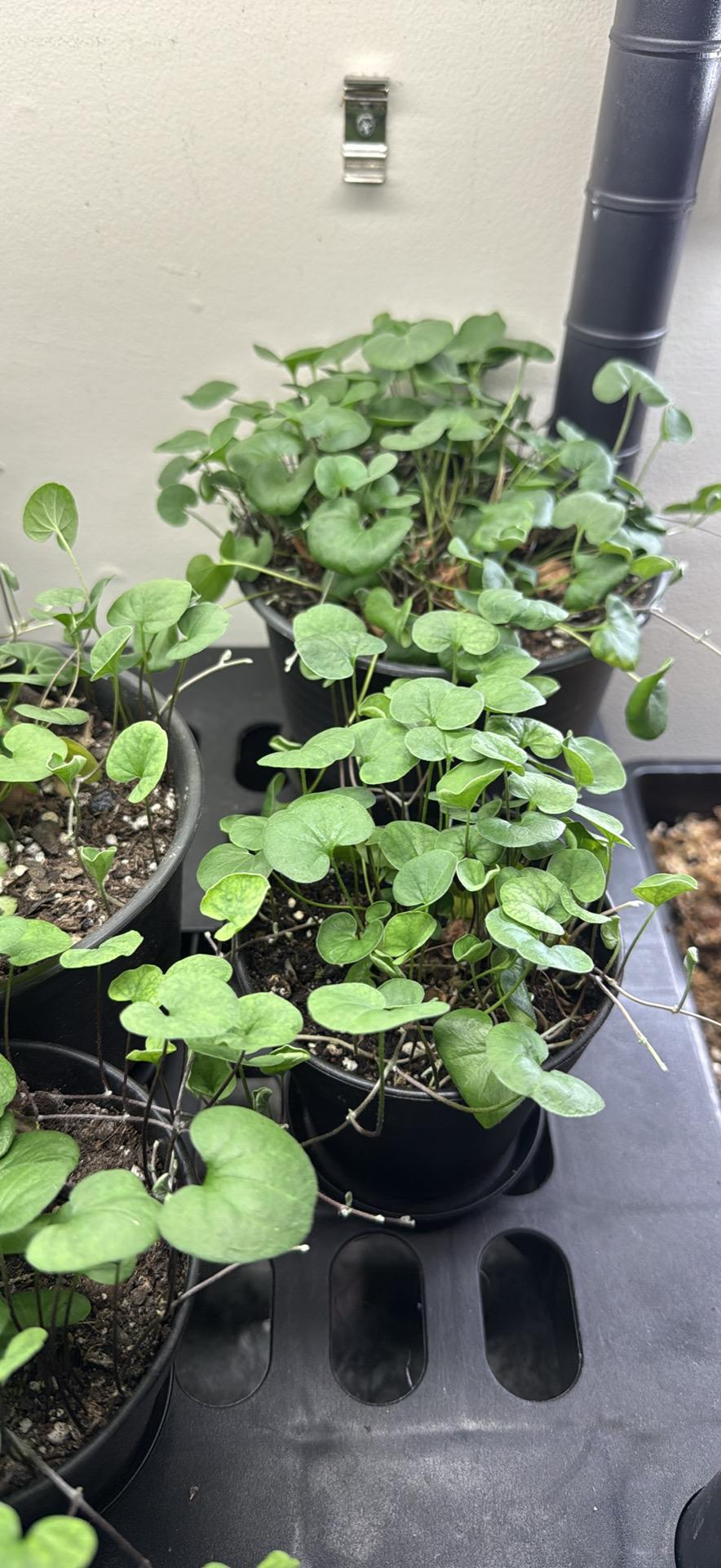 creeping jenny bunches in nursery 