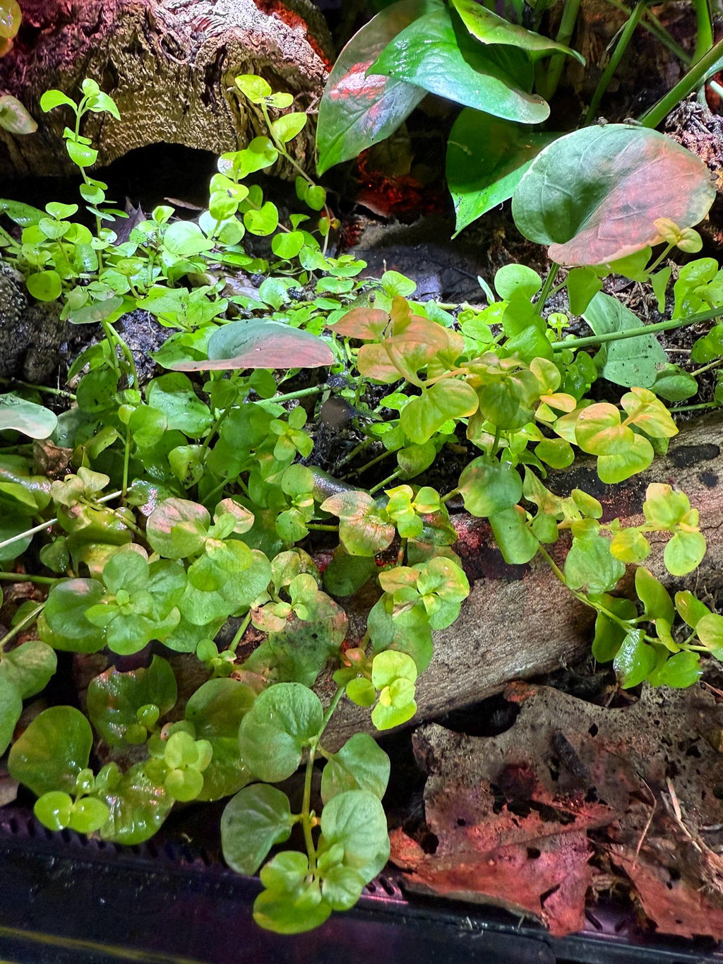 Close of of creeping jenny in terrarium use