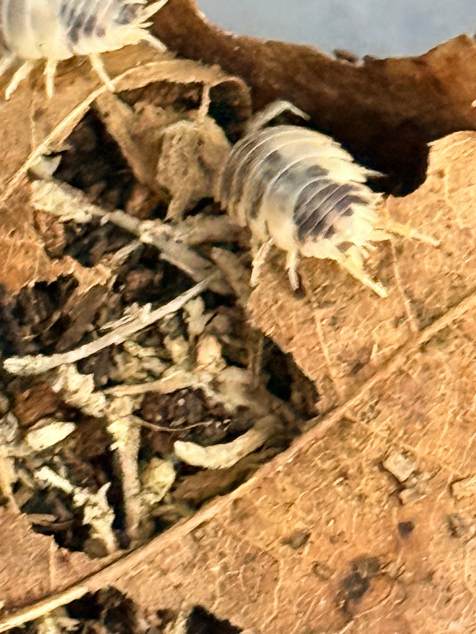 Dairy cow isopods established in bioactive enclosure