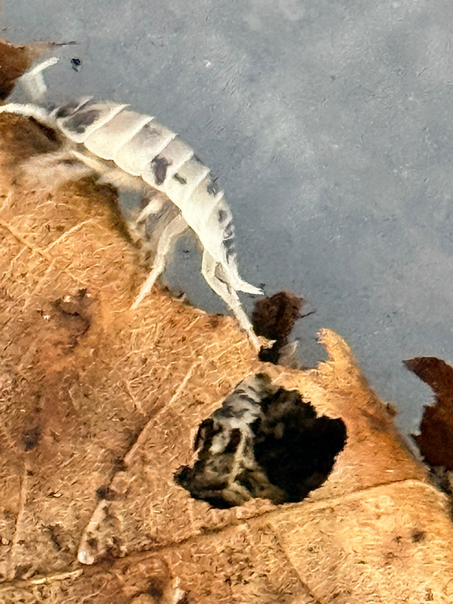 Side view of dairy cow isopod body structure