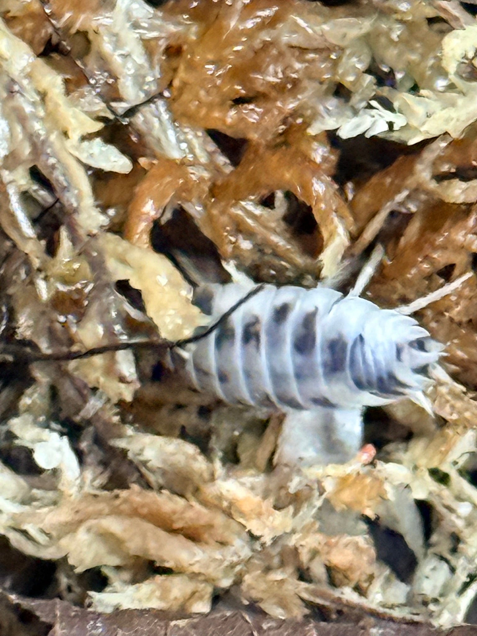 Dairy cow isopods active on moist soil surface