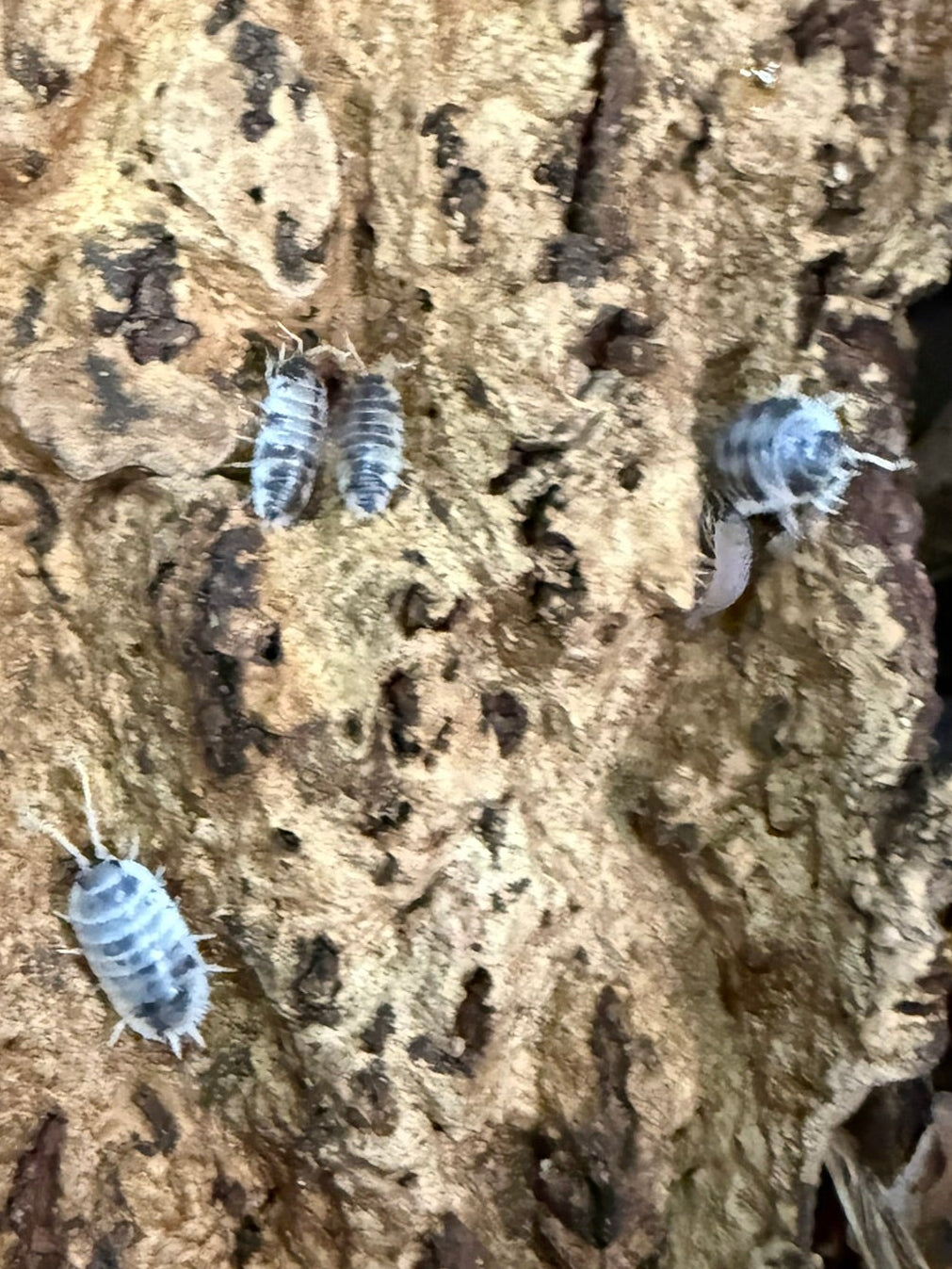 Dairy cow isopods hiding under natural wood