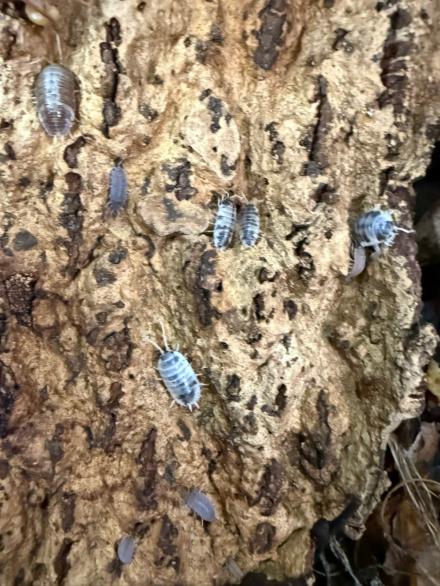 Small insects on a textured surface