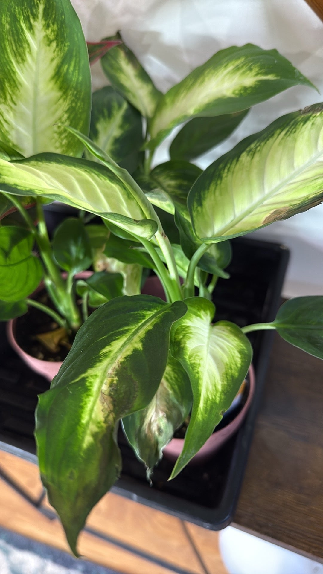 A potted Dieffenbachia plant with variegated green and white leaves, shown in a black nursery tray on a wooden surface.
