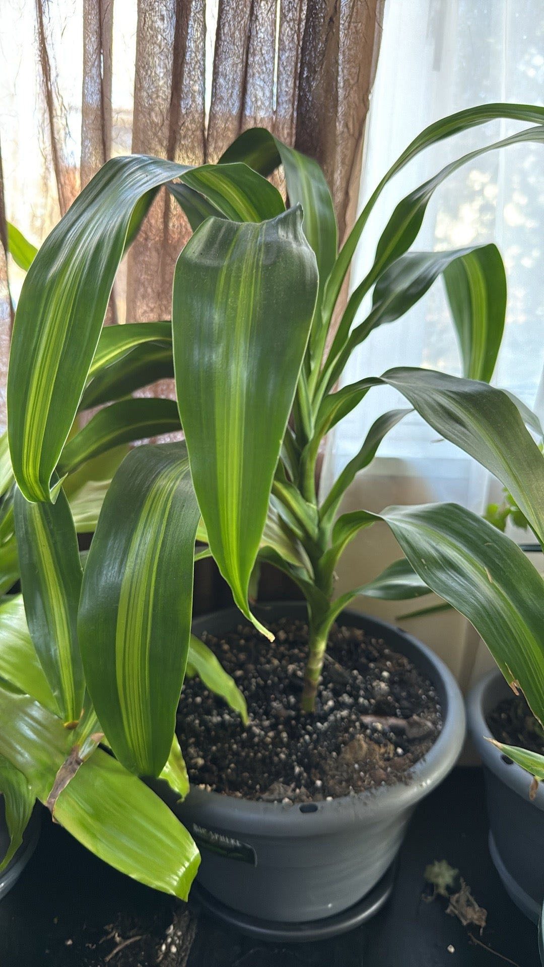 Potted Dracaena with green leaves in a pot against a window with curtains