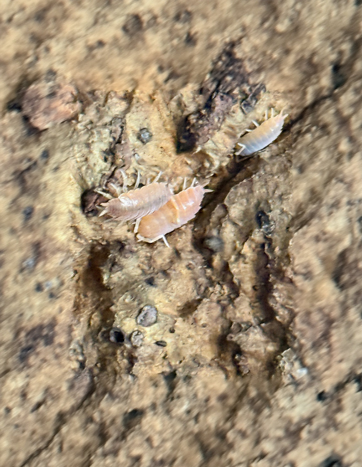 Group of red koi isopods under cork bark