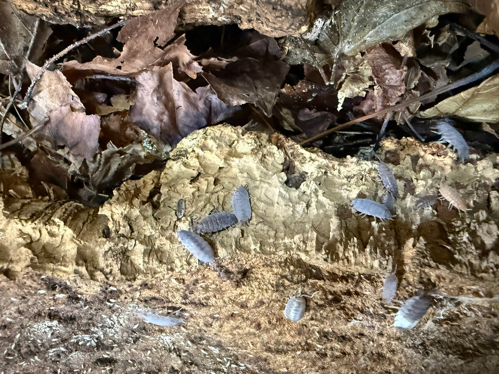 Isopod cultures Dairy Cow variety for bioactive terrariums