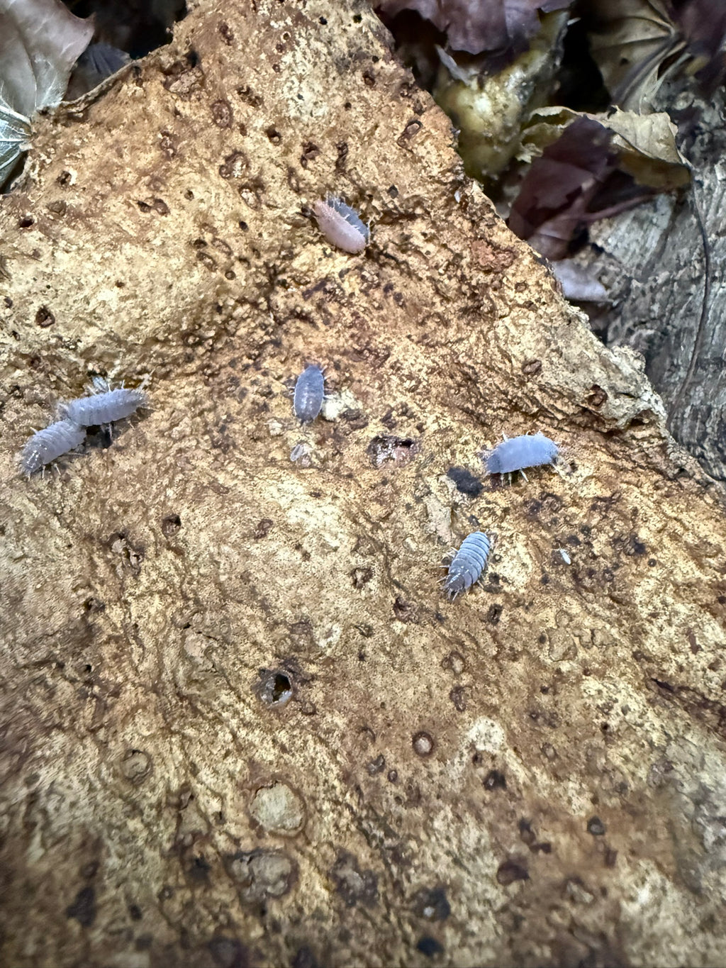 Powder blue isopods
