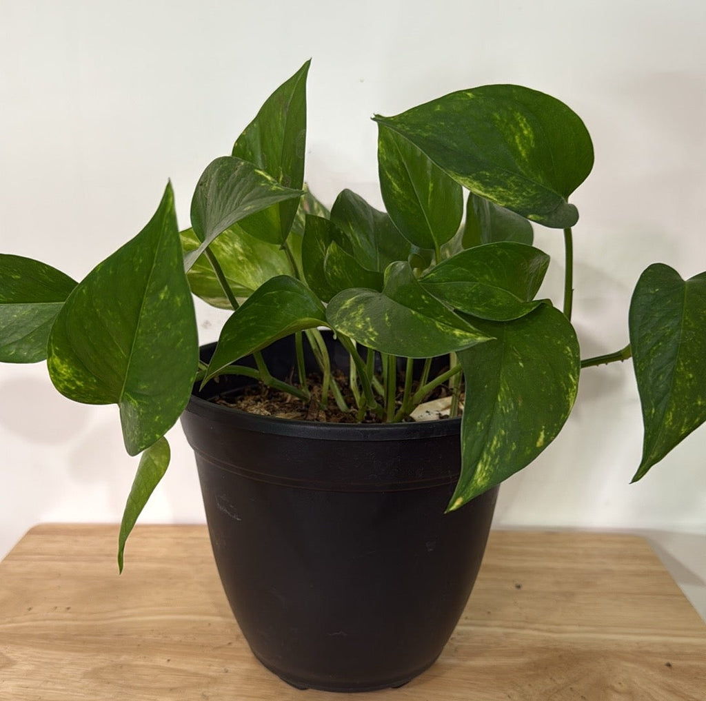 Potted plant on a wooden table with a white background