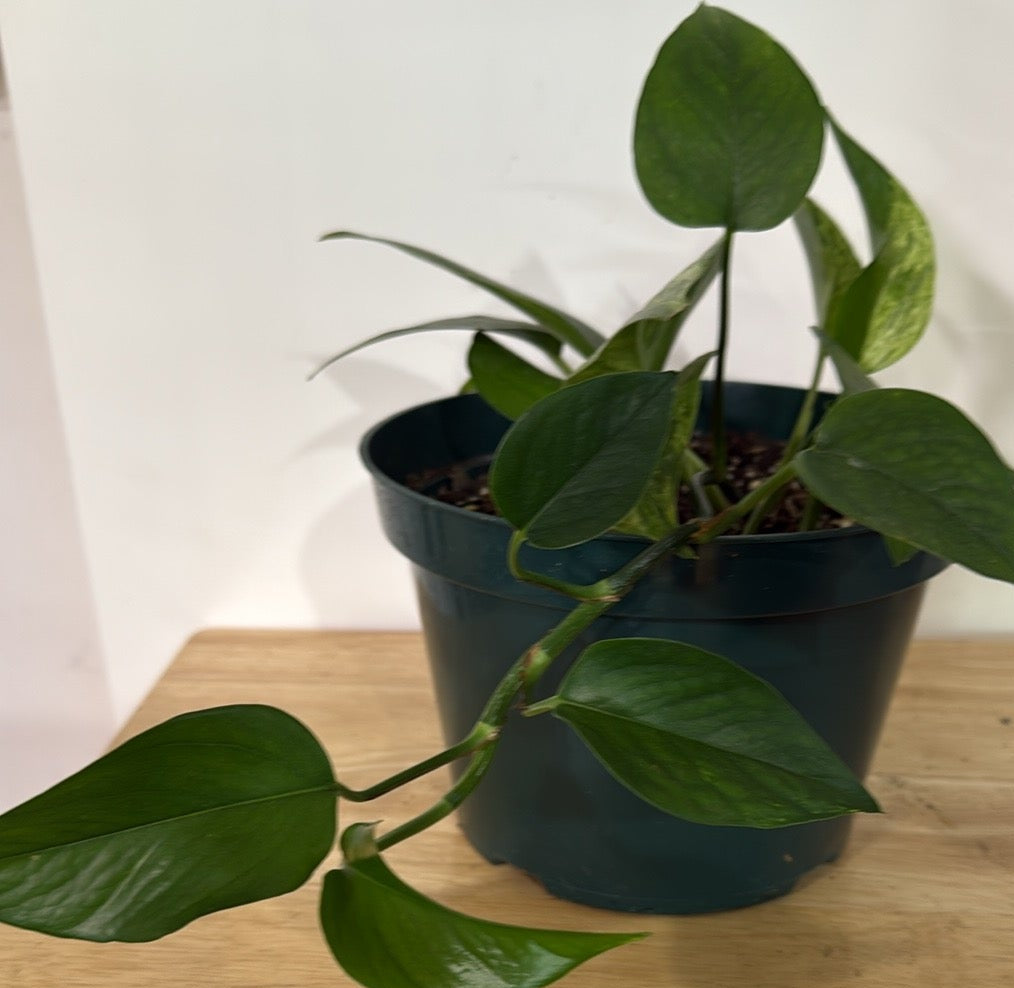 Potted plant on a wooden table with a white wall background