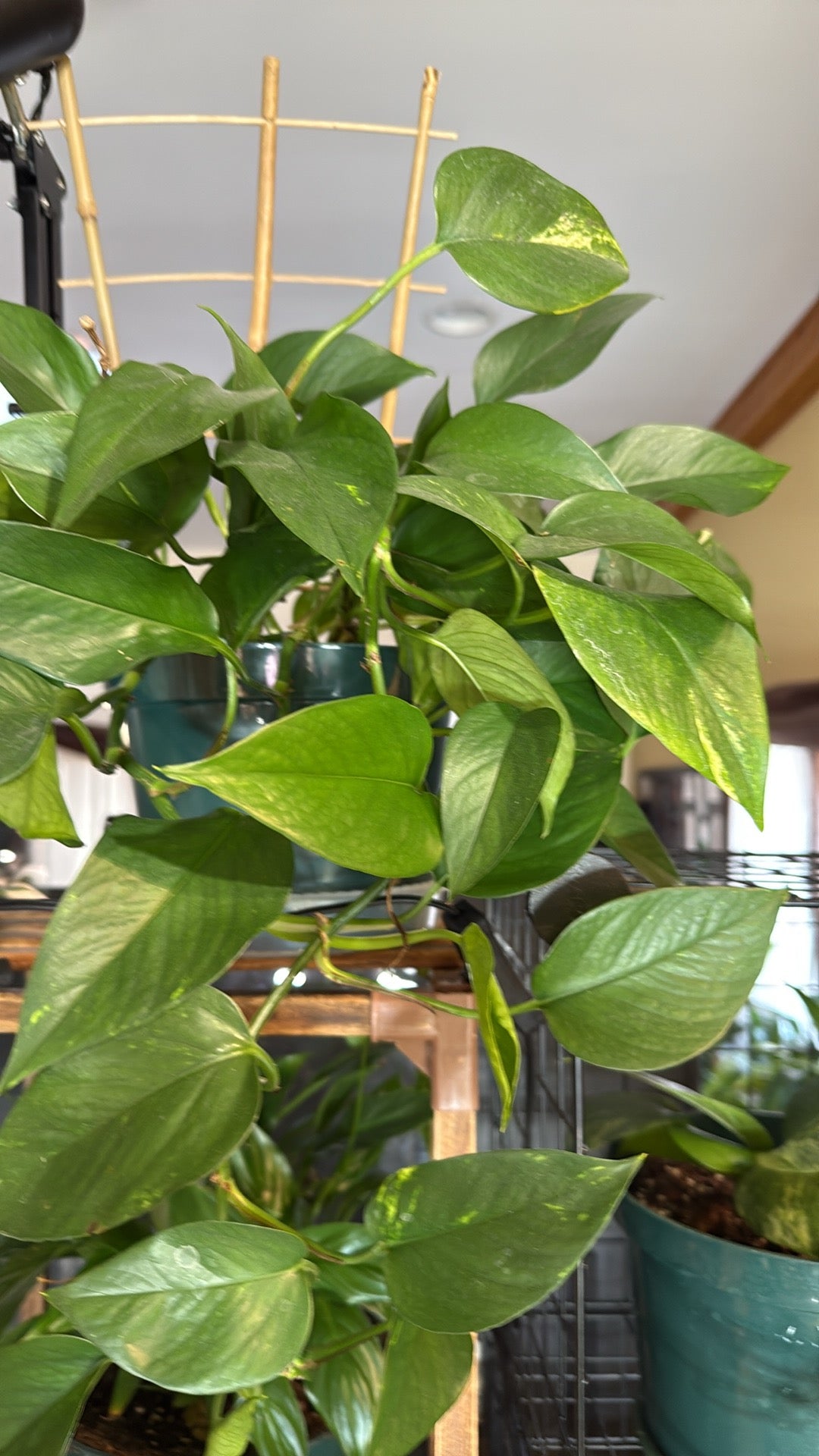 Green plant in a pot with a blurred background