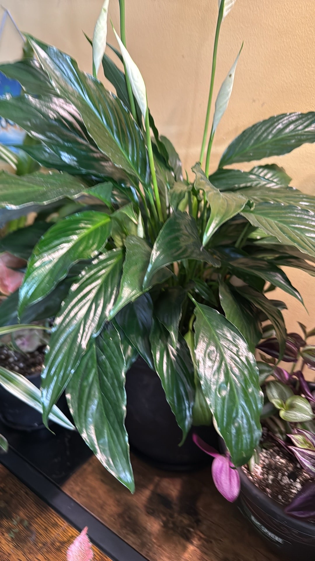Blooming Peace Lily Perfect Gift