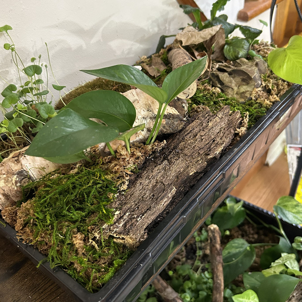 A black plastic display tray filled with soil, moss, small rocks, bark pieces, and several green leafy houseplant sprigs, photographed indoors on a shelf next to other plants.