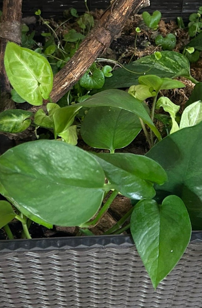 A black wicker-style rectangular planter filled with green trailing houseplant leaves and small greenery, with two small pieces of driftwood.