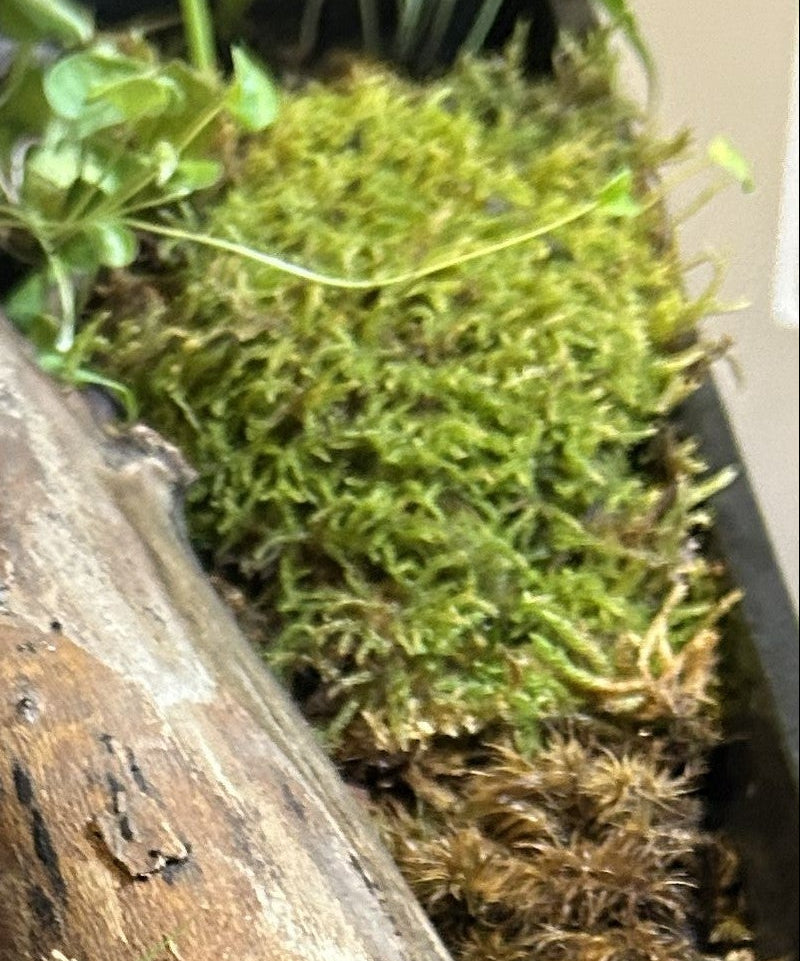 A black rectangular display tray filled with soil, moss, small green plants, and natural wood accents.