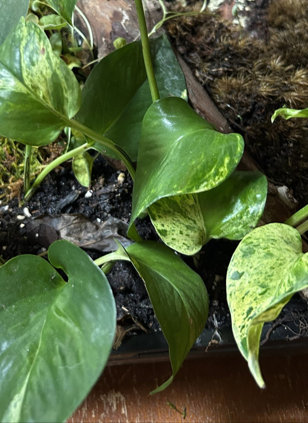 A black rectangular tray containing several green trailing houseplants with variegated yellow-green leaves, growing in soil mixed with moss and small pieces of wood, photographed indoors on a wooden surface.