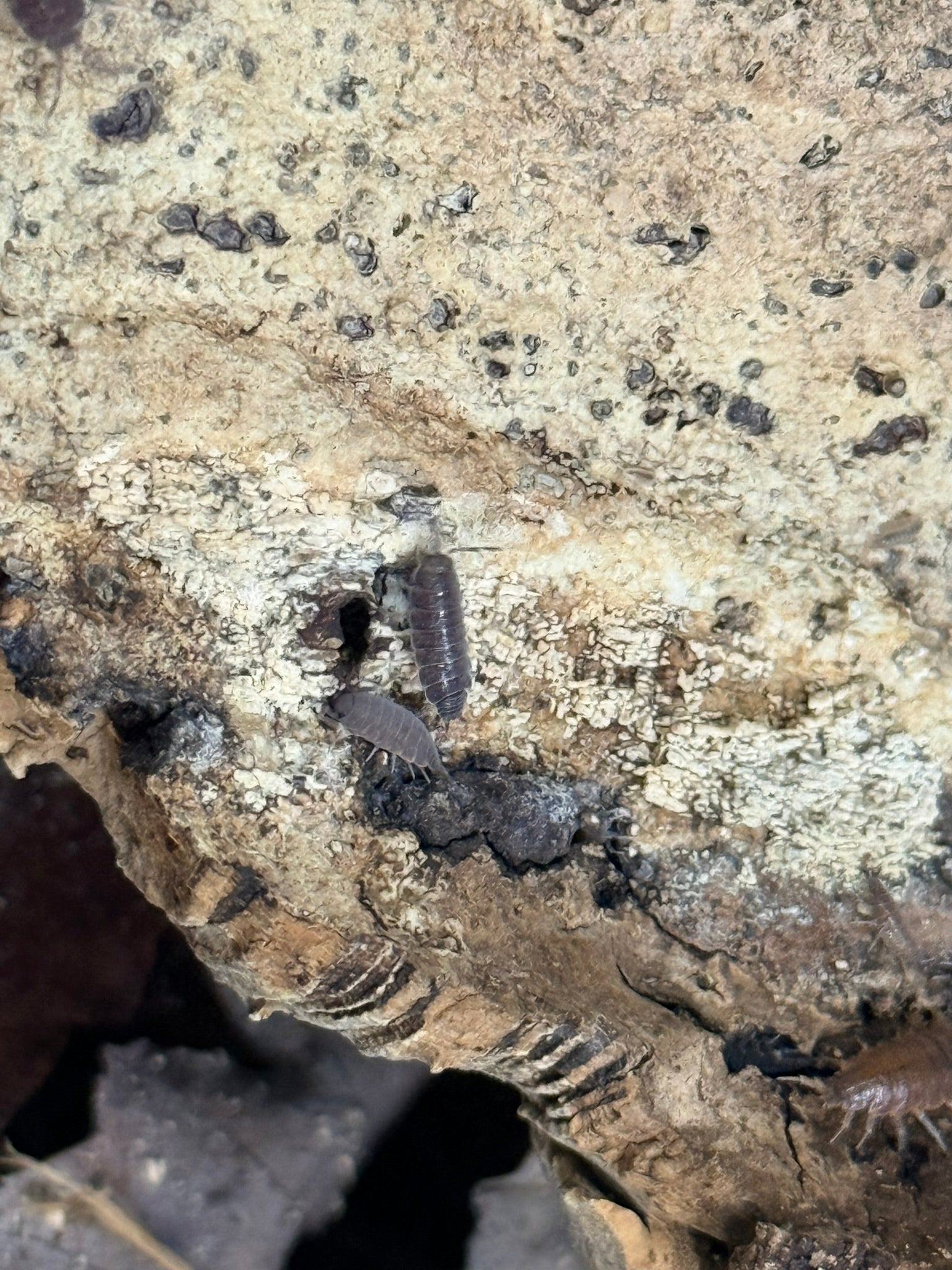 Powder blue isopods established in bioactive enclosure