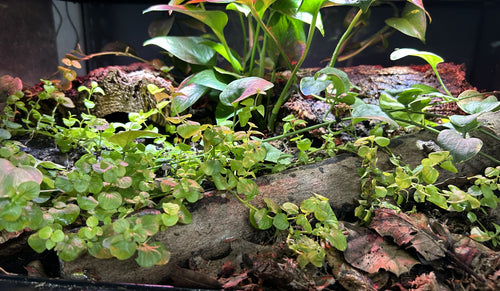 A close-up view of a planted terrarium or aquarium setup with green aquatic and floating plants, wood logs, rocks, and reddish-brown substrate inside a tank.