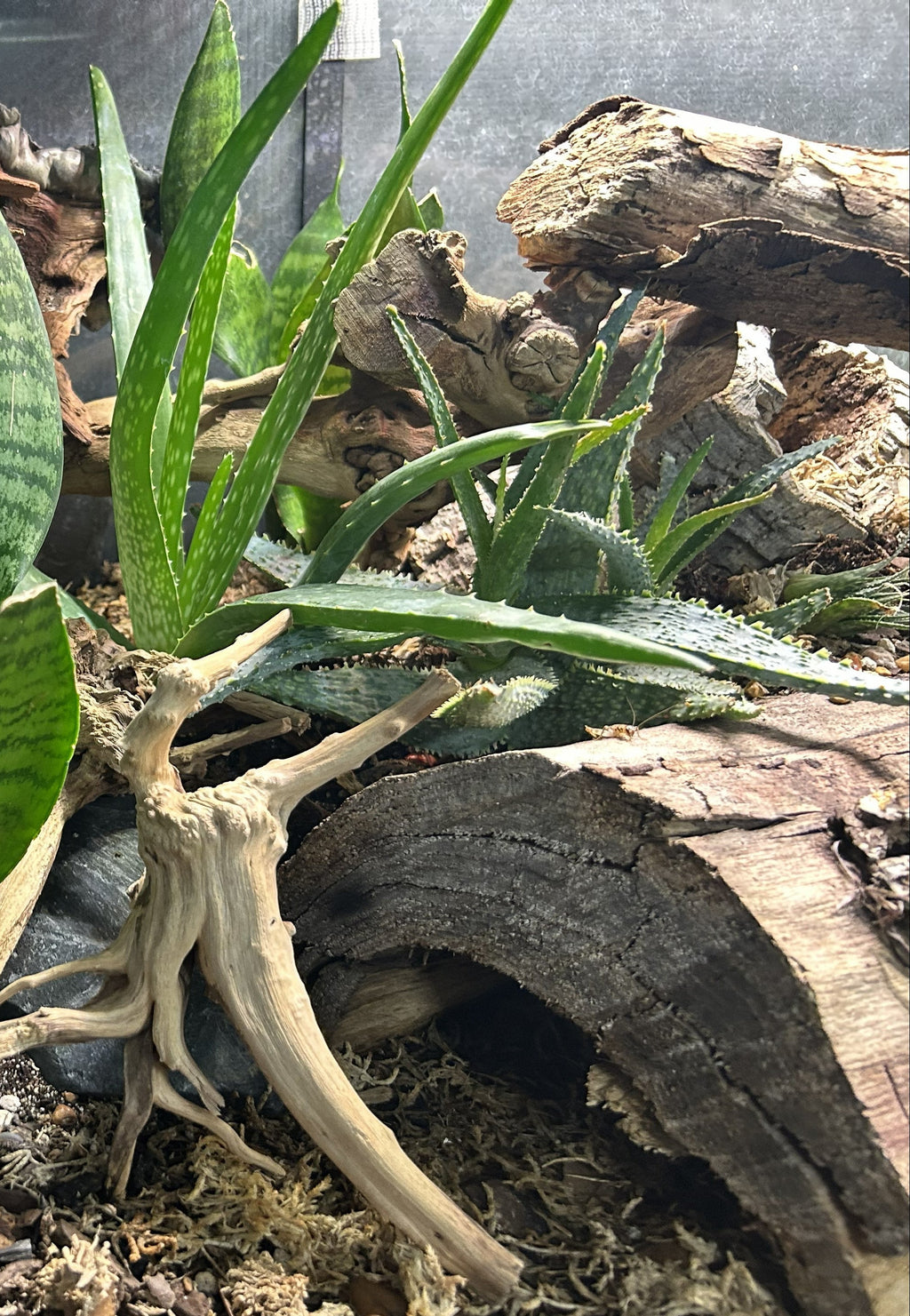 Small bioactive terrarium starter kit 5 gallon Mini Jungle
