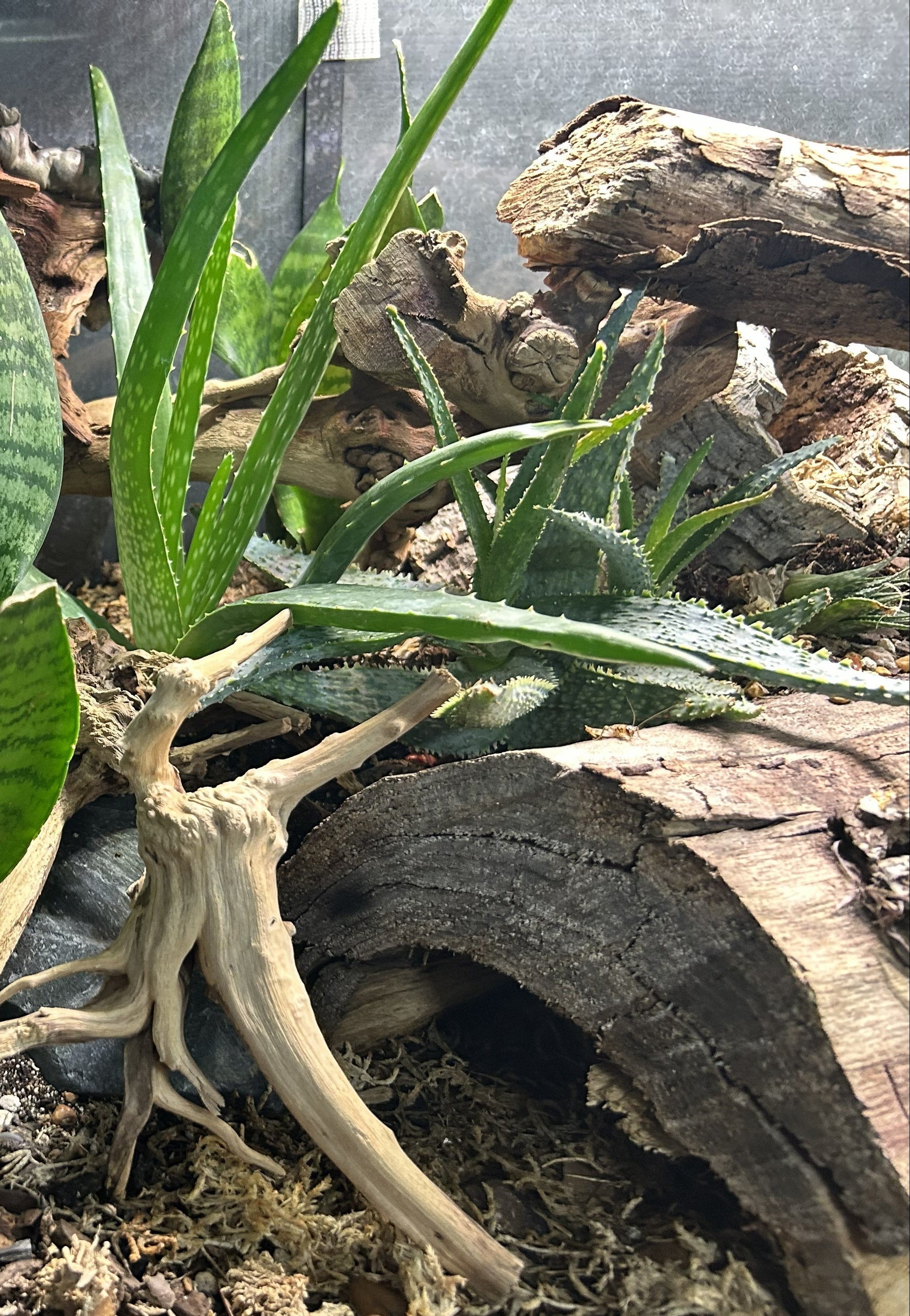 Small bioactive terrarium starter kit 5 gallon Mini Jungle
