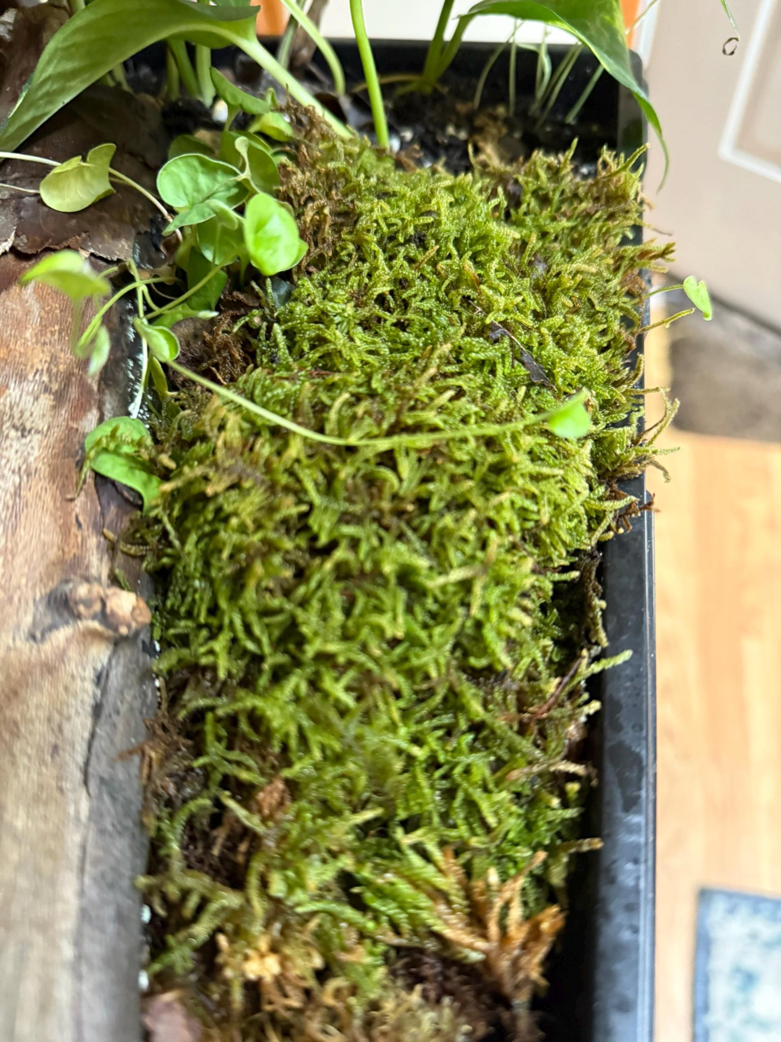 Moss in a pot with green leaves on a wooden surface