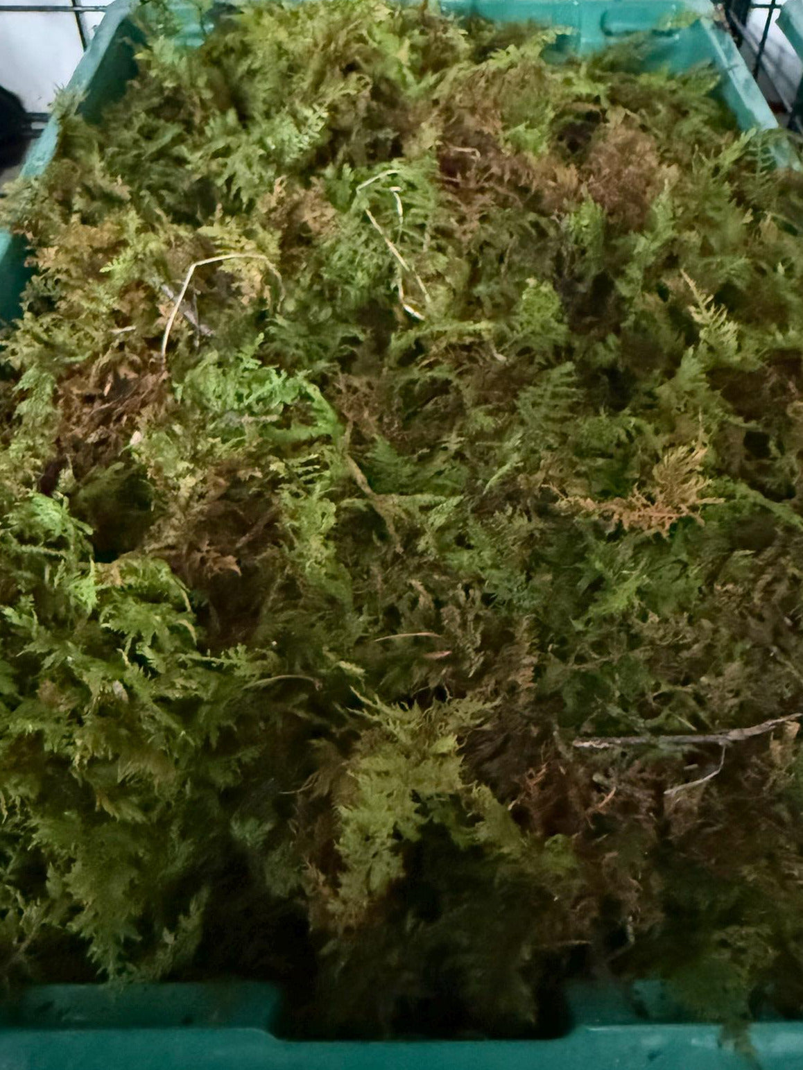 Mossy green material in a green container with a metal cage background