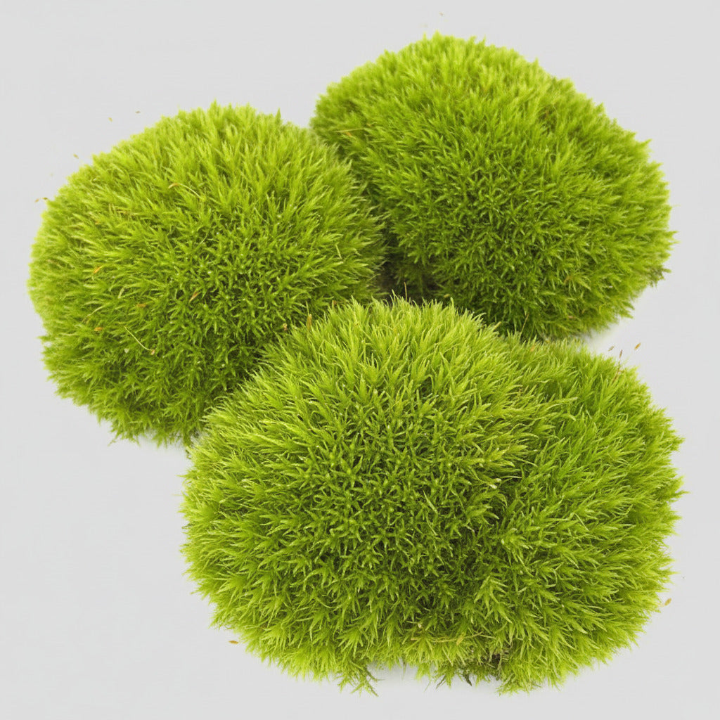 Moss balls in a black plastic tray on a wooden surface