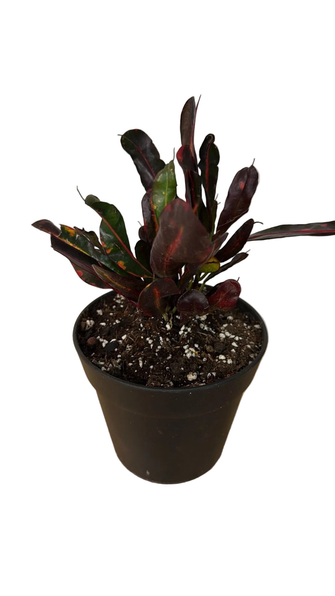 Potted plant with red and green leaves on a wooden surface with a white background