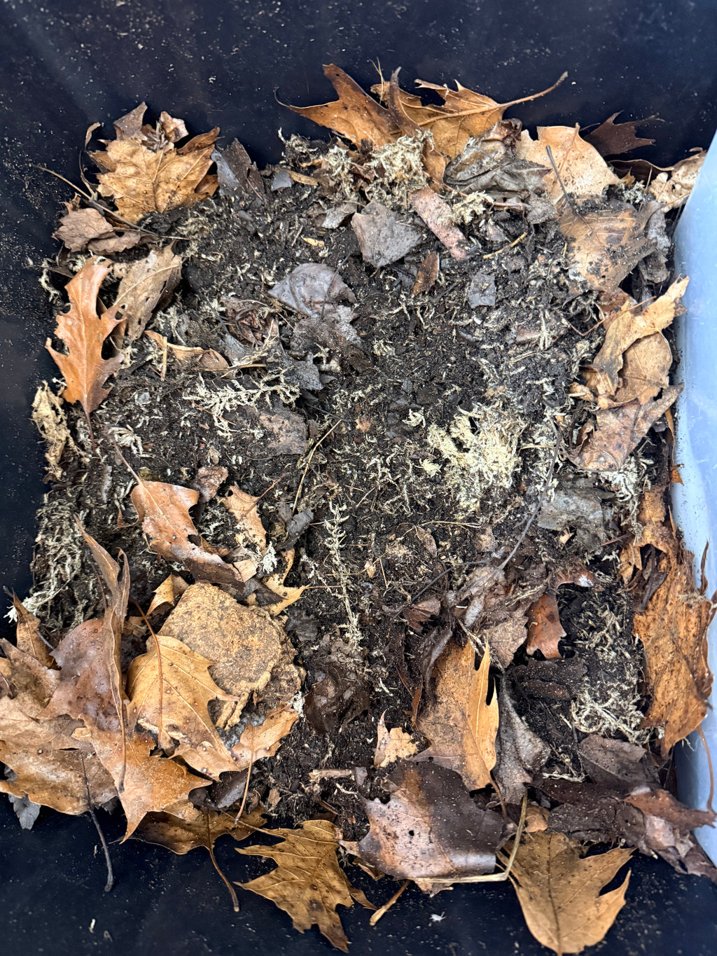 Mature compost with visible soil texture and decomposed leaves on a dark background