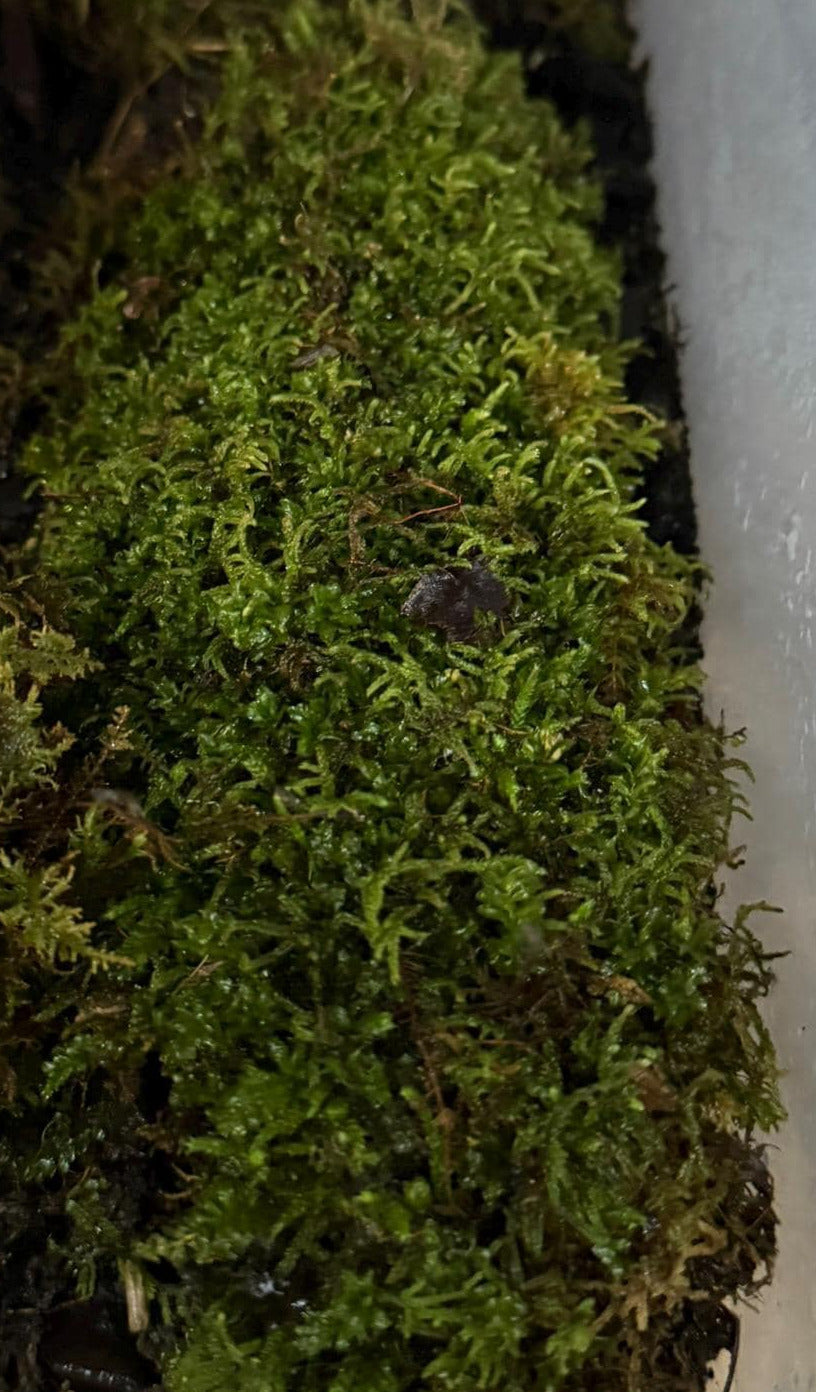 Moss sample in a clear container with a blue lid