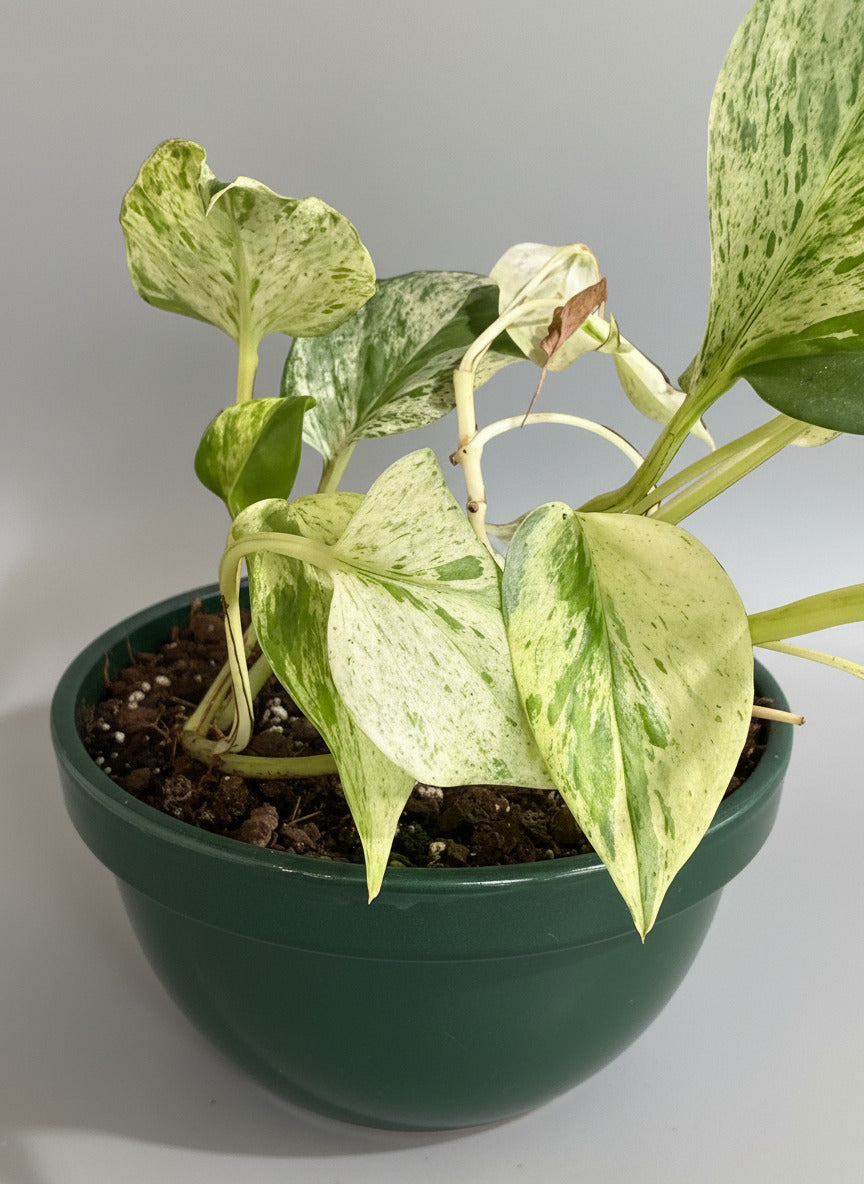 Potted plant with variegated leaves in a pot against a blurred background