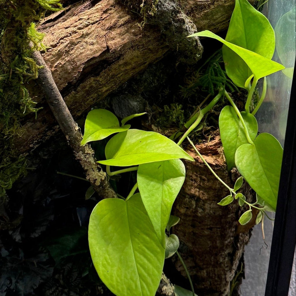Tall terrarium kit with vines