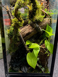 Tall terrarium kit with vines
