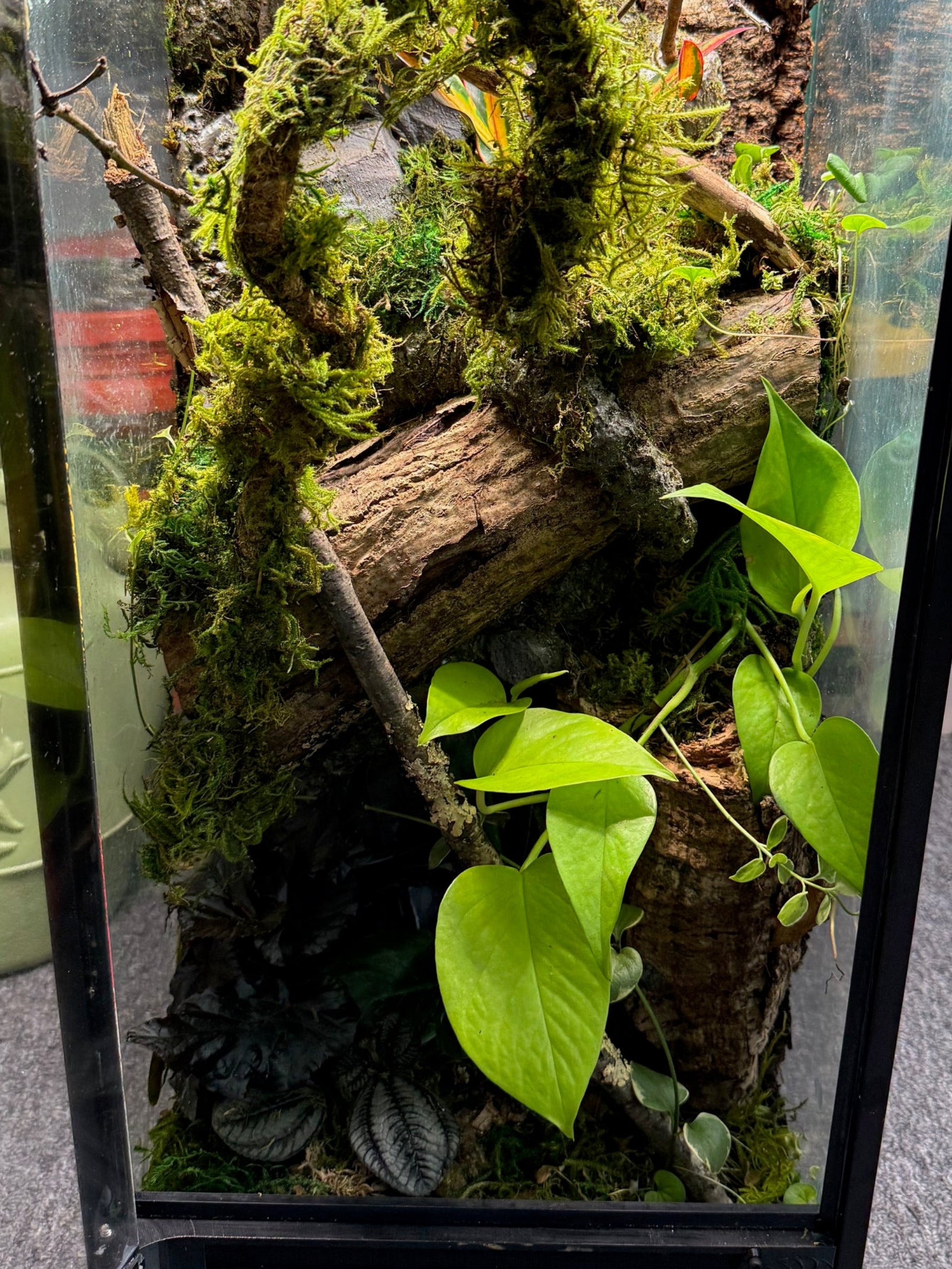Tall terrarium kit with vines