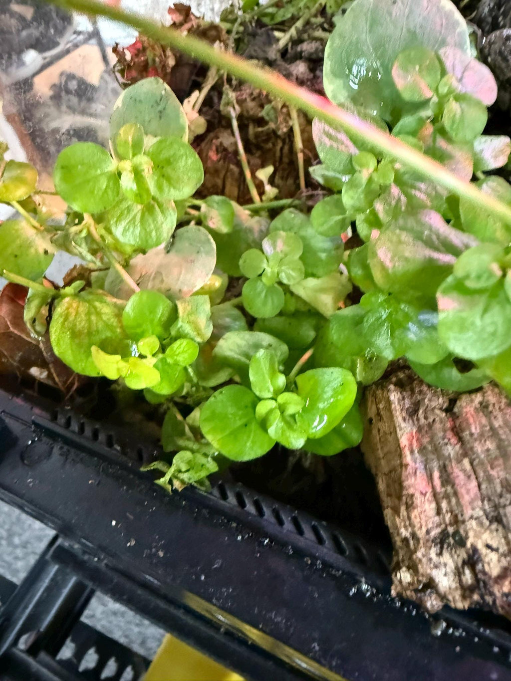 New sprouts and shoots on Creeping Jenny Plant