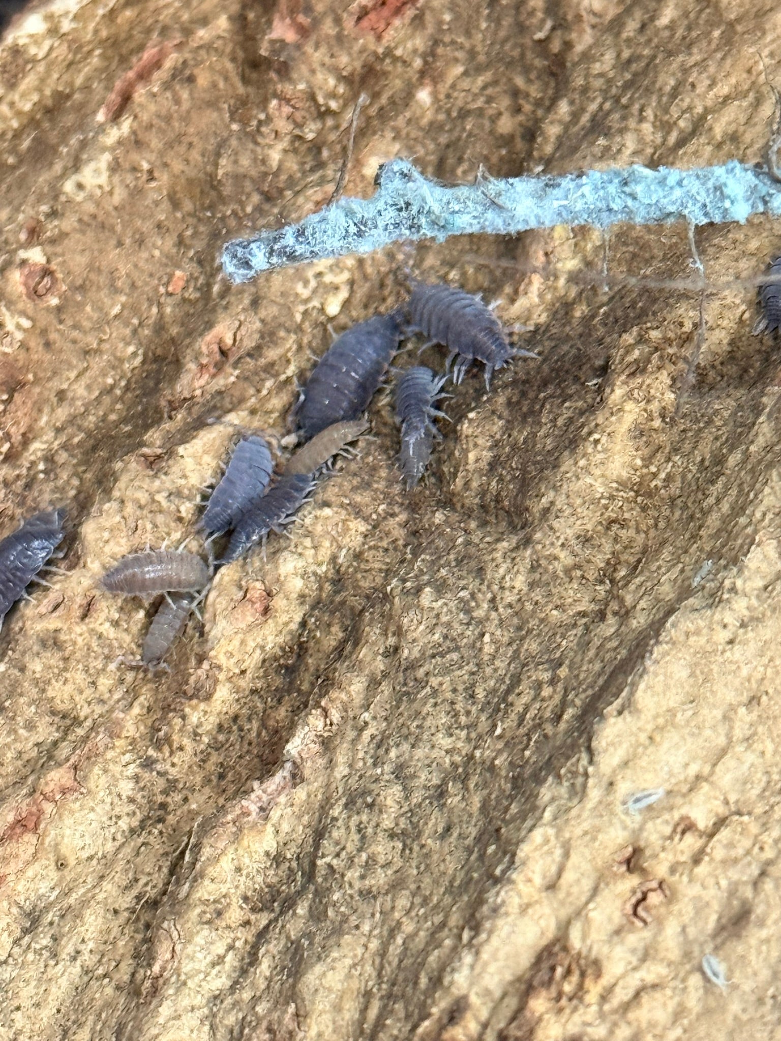 Powder Blue Isopods on Cork Bark