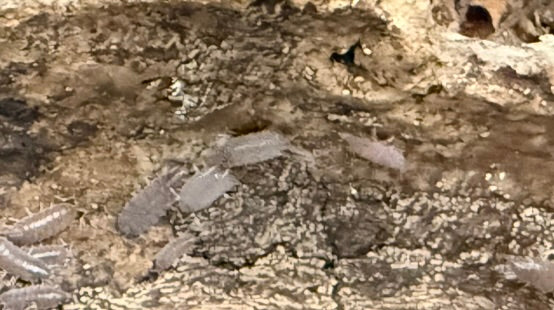 Powder blue isopods hiding under natural wood- Gray Phase Coloration