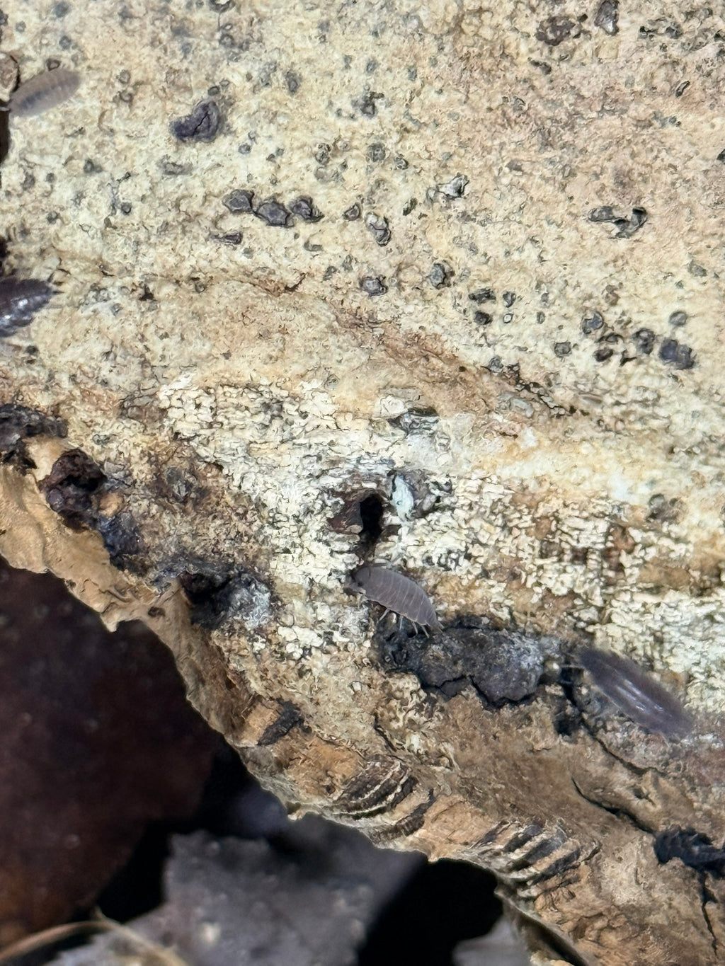 Captive bred powder blue isopods for bioactive setups