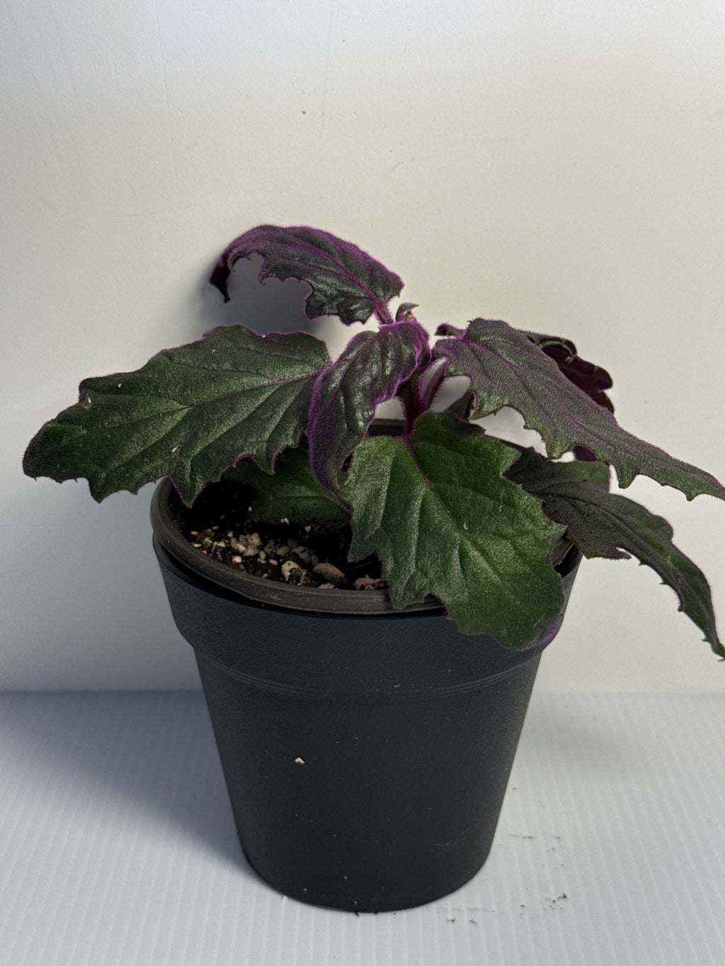 Purple Passion Plant Gynura aurantiaca velvety purple foliage
