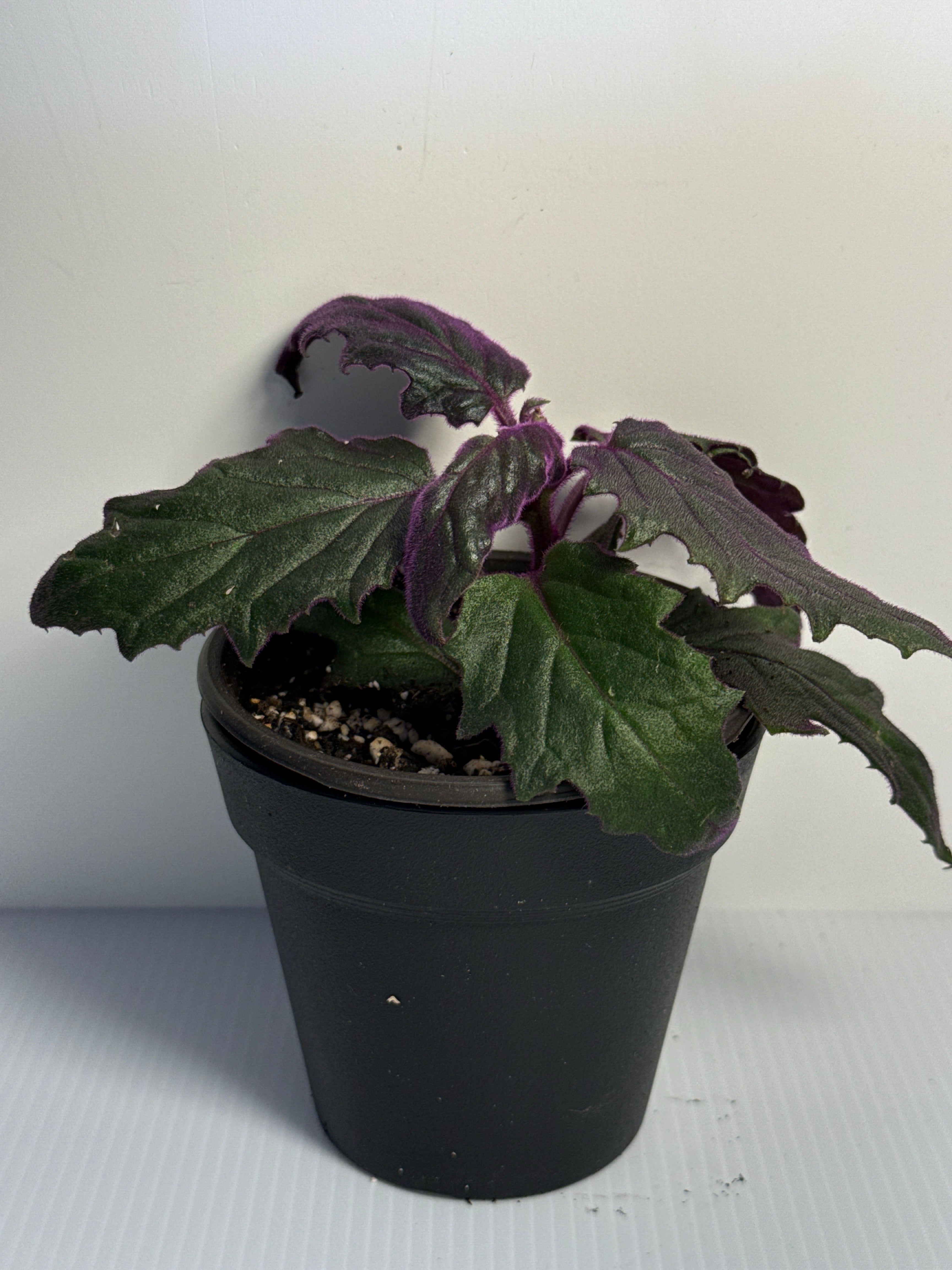 Purple Passion Plant Gynura aurantiaca velvety purple foliage
