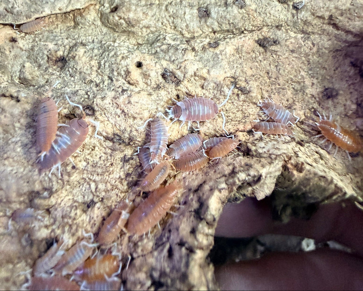 Macro view of red koi isopod coloration
