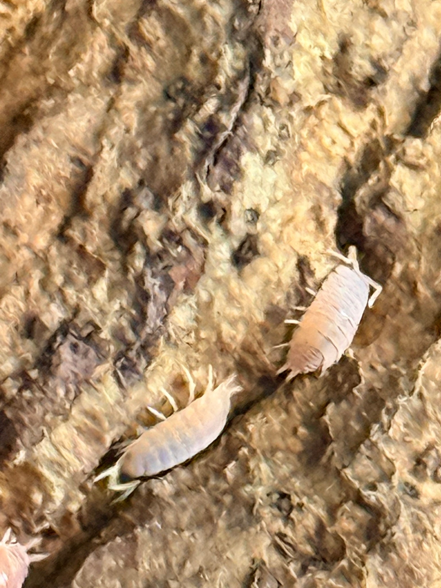 Captive bred red koi isopods for bioactive setups