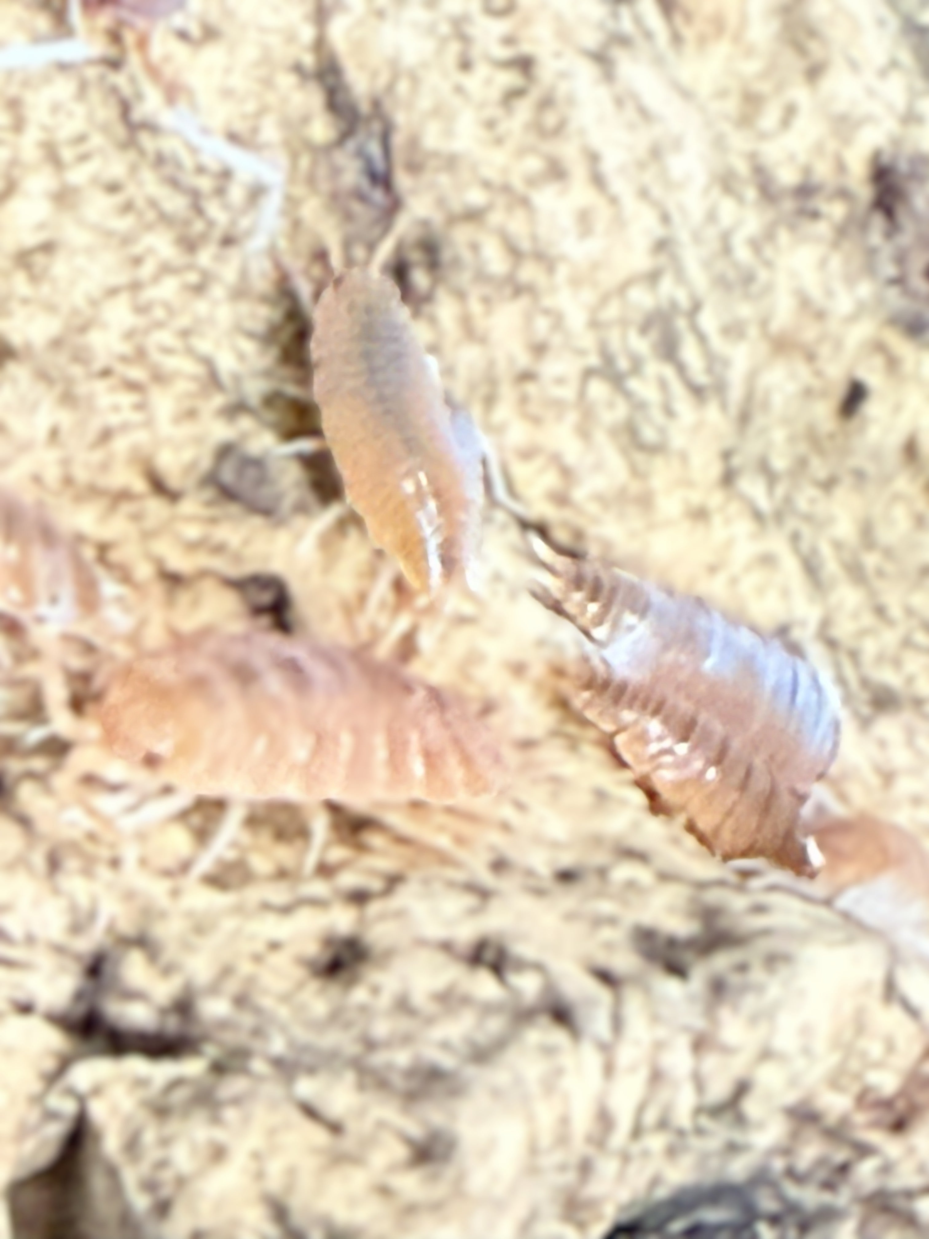 Red koi isopods established in bioactive enclosure