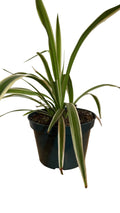 Spider plant in pot with white background
