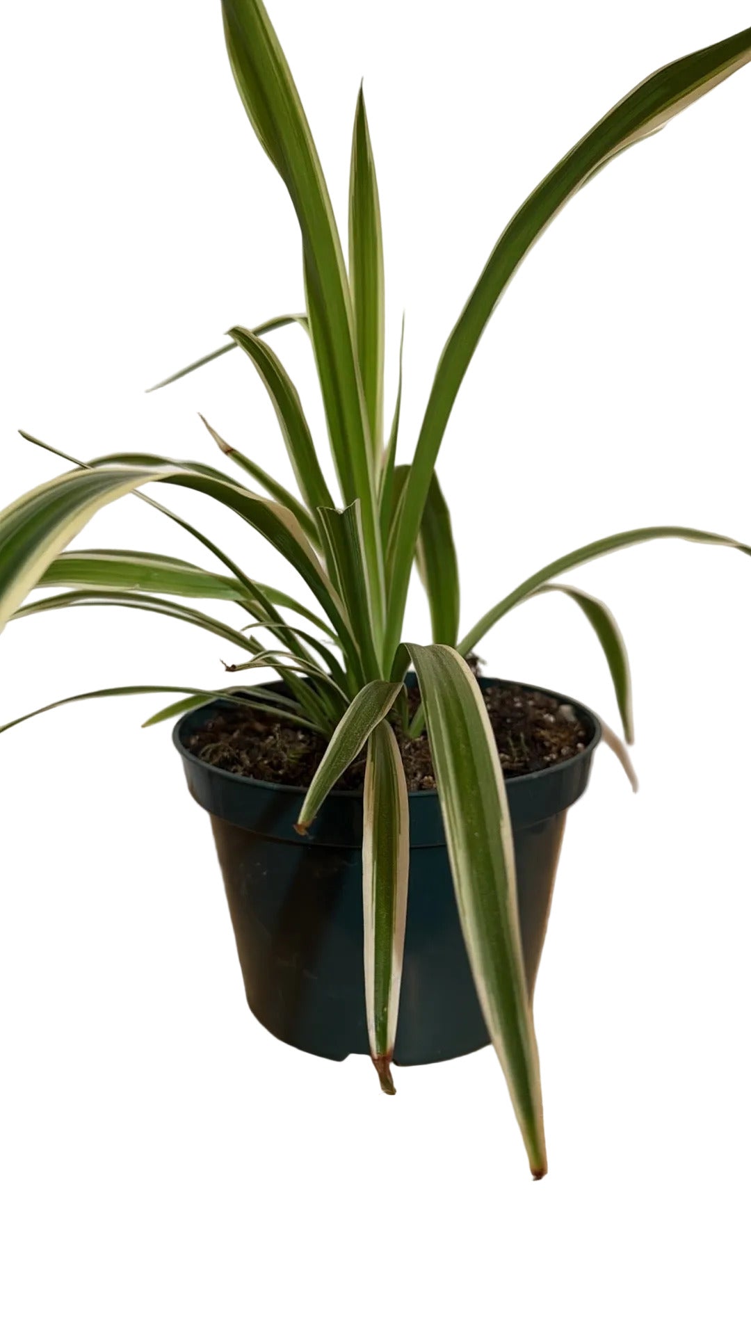 Spider plant in pot with white background