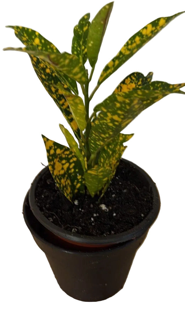 Potted plant with variegated leaves on a wooden surface with a white background