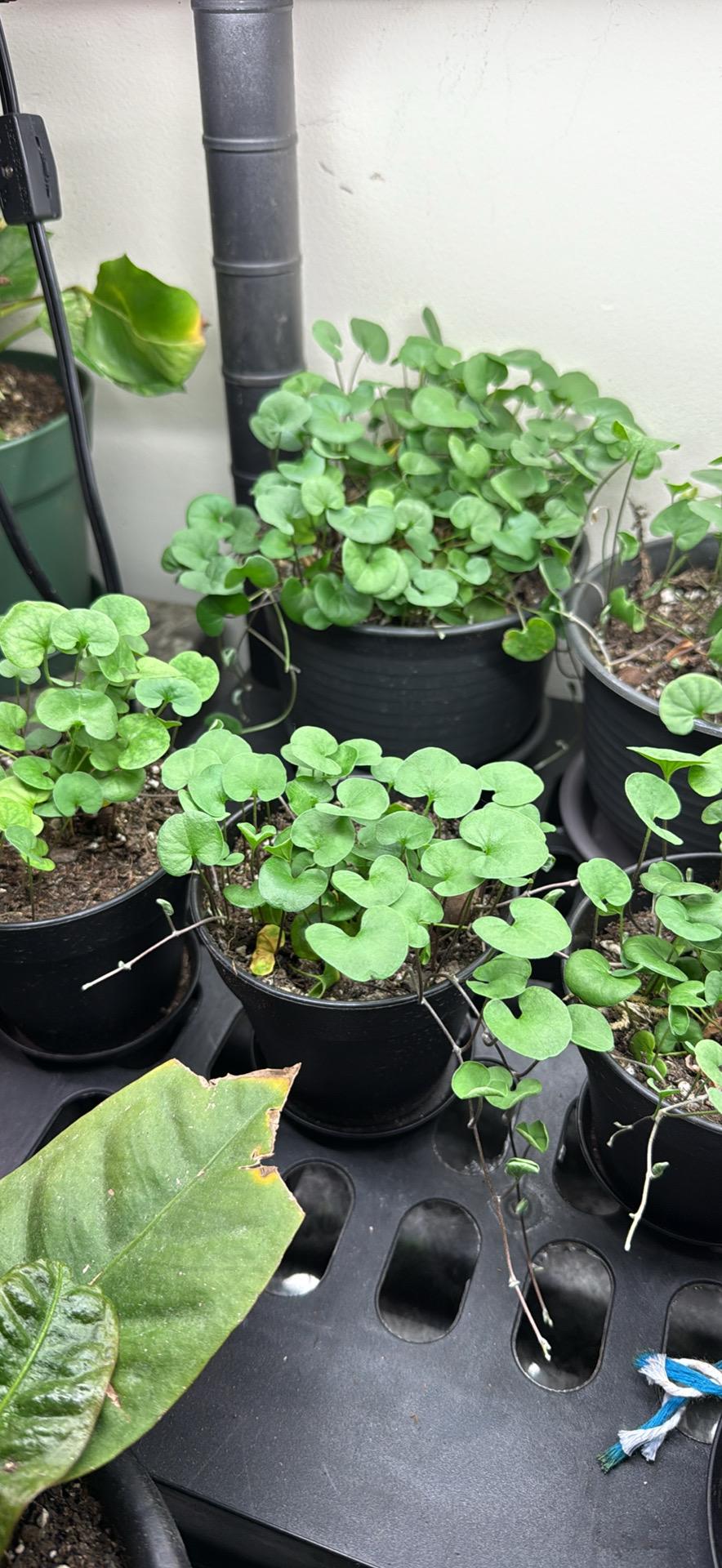 Nursery shot of Creeping Jenny