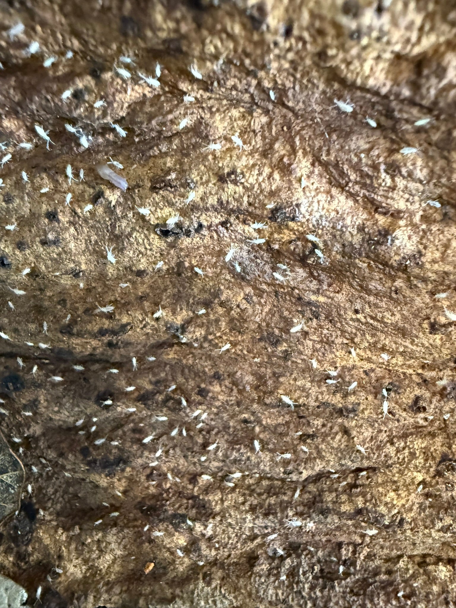 Tropical springtails culture for bioactive terrarium and vivarium substrate