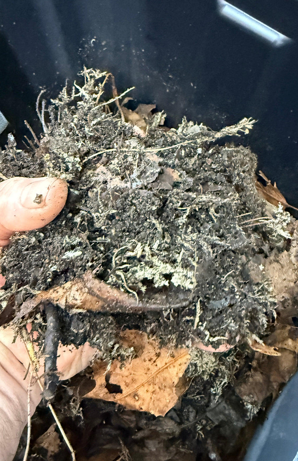 Hand holding a clump of soil and organic matter